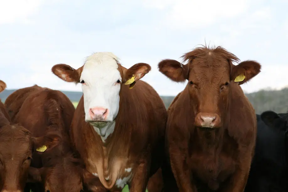 avaluos de animales semovientes